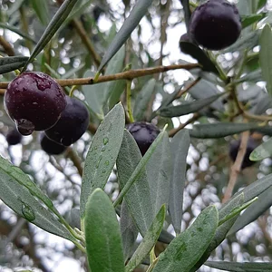 Purple Pear Farm