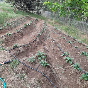 Purple Pear Farm