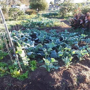 Purple Pear Farm