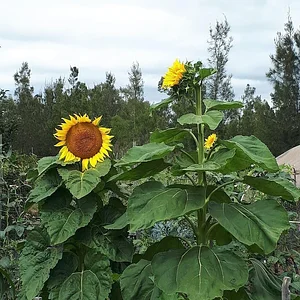 Purple Pear Farm