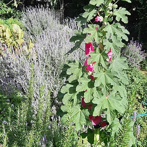 Purple Pear Farm