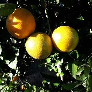 Purple Pear Farm