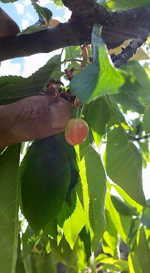 Zeytinliboğaz Permakültür Çiftliği