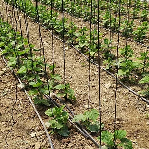 Zeytinliboğaz Permakültür Çiftliği