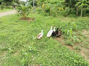 The Garden Estate