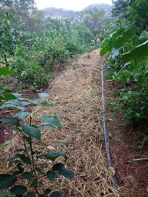 Sistema Agroflorestal do CSA Sítio Santa Fé 3