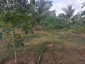 The Garden Estate