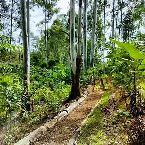 Sistema Agroflorestal do CSA Sítio Santa Fé 2
