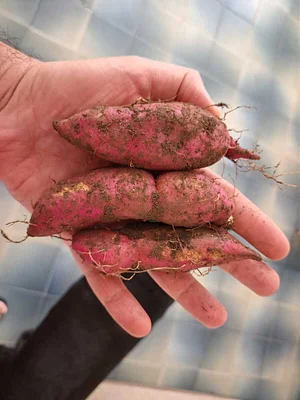 Today's Sweet Potato Harvest