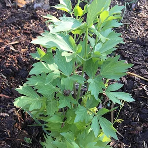 Interwoven Permaculture