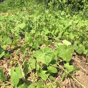 Interwoven Permaculture