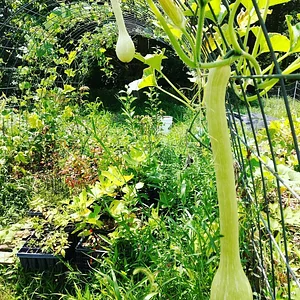 Interwoven Permaculture