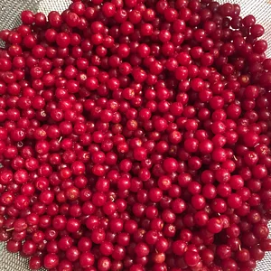 Interwoven Permaculture