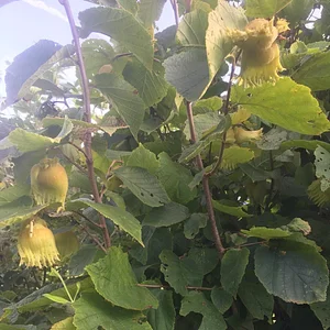 Interwoven Permaculture