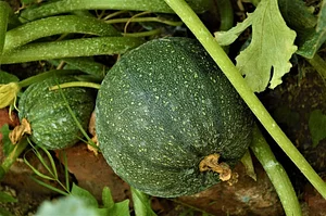 Mu̱'ta Biocultural