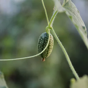 Mu̱'ta Biocultural