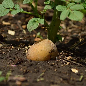 Mu̱'ta Biocultural