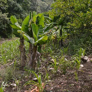 Mu̱'ta Biocultural