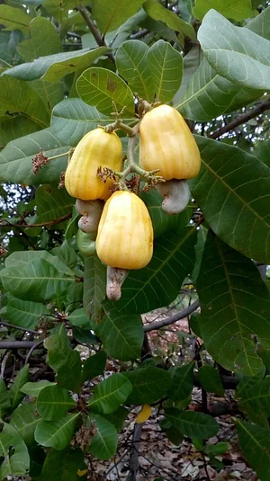 It's cashew season