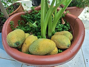 Some Mangoes