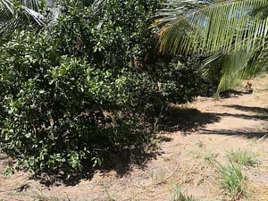 The Garden Estate