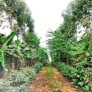 Sistema Agroflorestal Sítio Santa Fé 1