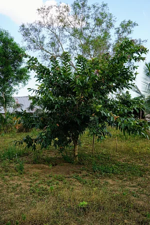 The Garden Estate