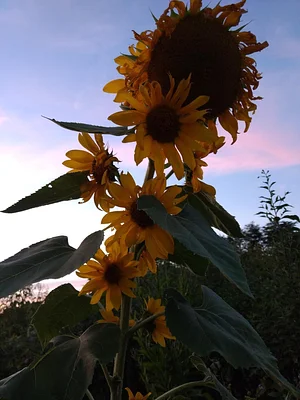 Interwoven Permaculture