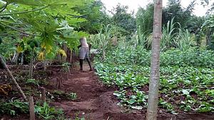 Eco-ferme de Possotome Sud-Bénin