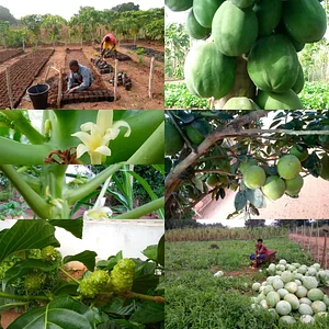 Eco-ferme de Possotome Sud-Bénin