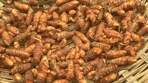 Eco-ferme de Possotome Sud-Bénin