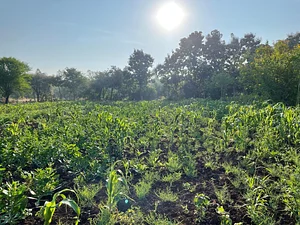 Aranya Agricultural Alternatives
