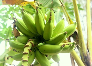 Aranya Agricultural Alternatives