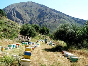 Photo Biodiversity protection and organic beekeeping.