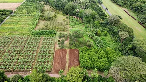Más de 200 hectareas reforestadas con especies forestales nativas del tropico húmedo