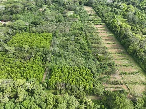 Café Agroforestal Earth