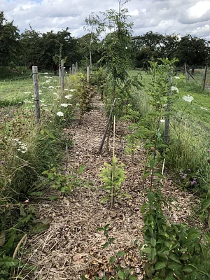 Volkert Family Permaculture Orchard