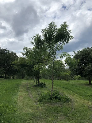Volkert Family Permaculture Orchard