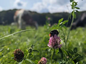 Strip grazing in herbaceous grassland (2)
