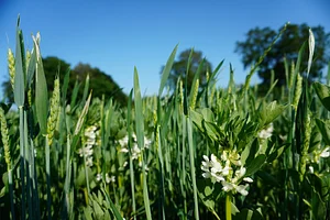 Wheat and faba bean