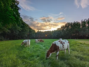 Young cows grazing