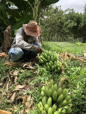 Photo Banana from BTLLAgroforestry