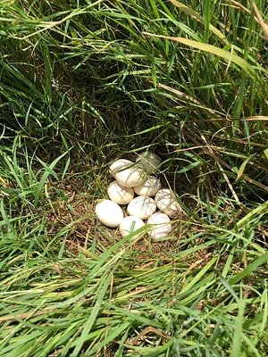 Photo Wild duck eggs at BTLLAgroforestry