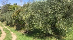 Photo Olive trees