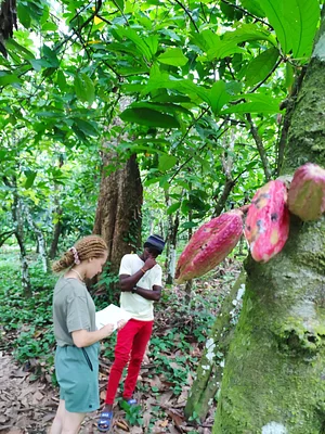 Photo Production du cacao-culture.