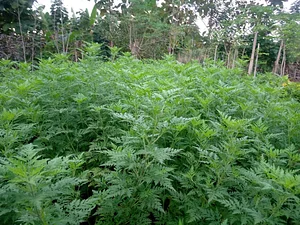 Eco-ferme de Possotome Sud-Bénin