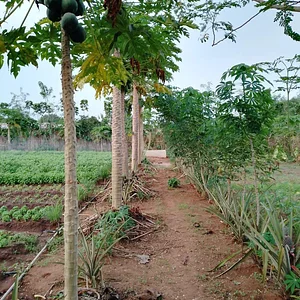 Photo Eco-ferme de Possotome Sud-Bénin