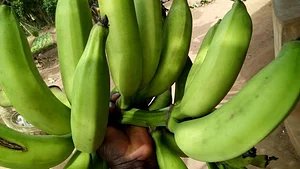 Photo Eco-ferme de Possotome Sud-Bénin