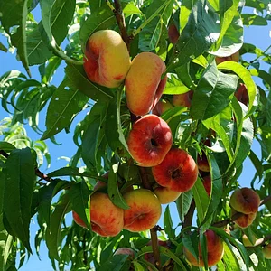 Jardin d'Avenir