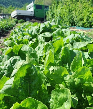 Jardin d'Avenir